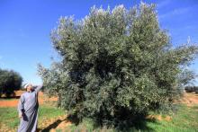 Un champ d'oliviers, le 11 novembre 2018 à Tarhouna, au sud de Tripoli, en Libye