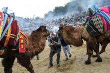 Un combat de chameaux dans l'arène du festival de Selcuk, le 20 janvier 2019 en Turquie