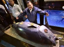 Kiyoshi Kimura, patron d'une chaîne de restaurants au Japon, présente le thon rouge qu'il a acheté à un prix record de 2,7 millions d'euros à Tokyo, le 5 janvier 2019