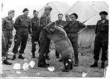 L'ours Wojtek avec les soldats de la 22e compagnie polonaise d'artillerie en 1943