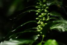 Plus de la moitié des espèces de café sauvage existantes sont menacées d'extinction, d'après une étude des Jardins botaniques royaux de Kew, à l'ouest de Londres
