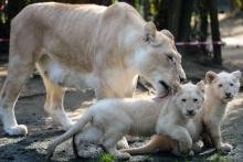 Nikita, une lionne blanche âgée de 12 ans, à côté de ses deux lionceaux blancs âgés de quatre mois, le 22 février 2019 au zoo de La Flèche, dans la Sarthe