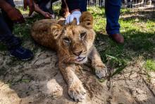 Un vétérinaire palestinien tient la tête d'une lionne à laquelle il a fait couper les griffes dans une tentative de la mettre en contact avec les vistieurs d'un zoo de la bande de Gaza le 12 février 2