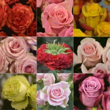 (COMBO) Différentes variétés de roses de la plantation de Cayambe en Equateur photographiées le 11 février 2019
