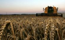 Un agriculteur moissonne un champ de blé à Escardes, dans la Marne