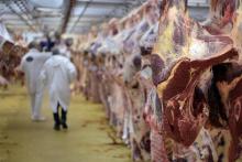 Carcasses de viande aux Halles internationales de Rungis le 19 nvembre 2015