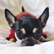 Chihuahua Instagram Journée mondiale du chien