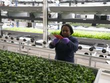 Dans la ferme verticale de Bowery Farming, les employés sont munis de tablettes pour surveiller la pousse des plantes.