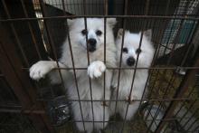 Des chiens attendent dans leur cage lors d'une opération de sauvetage menée par l'organisation Humane Society INyternational, à Hongseong en Corée du Sud le 13 février 2019