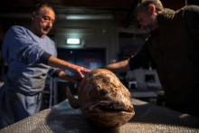 Le taxidermiste du Muséum d'histoire naturelle Christophe Gottini restaura un calamar le 12 mars 2019 à Paris