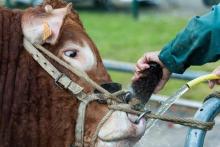 Un fermier nettoie le nez d'un taureau avant une compétition au Sommet de l'élevage à Cournon-d'Auve