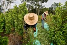 Des ouvriers agricoles récoltent des feuilles de coca dans une plantation de la région du Catatumbo, en Colombie, le 8 février 2019