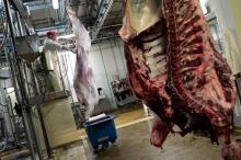 Carcasses de bovins abattus selon des rites religieux à l'abattoir de Haguenau, le 21 juillet 2016