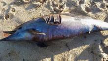 Cadavre de dauphin sur la plage de Tarnos (Landes) le 21 mars 2019