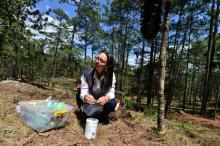 L'agronome Cristel Castro pose des pièges pour mesurer le retour du gorgojo, un insecte ravageur des arbres, dans la forêt de Valle de Angeles, le 9 mars 2019 à l'est de Tegucigalpa, au Honduras