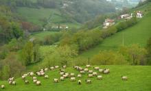 Un troupeau de brebis en vallée d'Ossau, dans le sud-ouest de la France, le 23 avril 2015