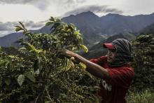 Un homme récolte du café dans les montagnes près de Ciudad Bolivar en Colombie, le 27 juillet 2017