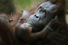 Théodora, une femelle orang-outan de Bornéo, tient dans ses bras son nouveau-né Java, le 24 octobre 2018 à la ménagerie du Jardin des Plantes à Paris