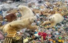 Des ours polaires dans une décharge, sur l'archipel russe de Nouvelle-Zemble, le 31 octobre 2018