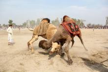 Deux chameaux se battent le 10 février 2019 lors d'un festival au Pakistan