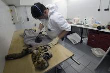 Le taxidermiste Brian Aïello travaille sur un jaguar dans le laboratoire de taxidermie du Muséum de Toulouse, le 18 mars 2019