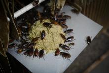 Élevage de blattes destinées à la consommation humaine à Yibin, en Chine, le 25 mars 2019