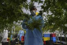 Un employé récolte de la marijuana destinée à l'exportation dans l'entreprise Fotmer à Nueva Helvecia, à 120 km à l'ouest de Montevideo, le 17 avril 2019