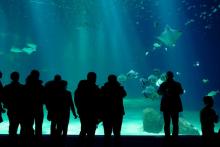 Des visiteurs de l'aquarium Nausicaà, le 28 décembre 2018 à Boulogne-sur-Mer