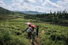 Des Congolaises traversent la plantation de thé JTN, près de Mweso, dans l'est de la RD Congo, le 11 avril 2019
