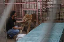 Un Palestinien s'approche d'une lionne placée sous sédatifs dans le zoo de Rafah, dans la bande de Gaza, avant son évacuation du territoire palestien sous blocus vers la Jordanie, avec une quarantaine