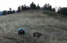 Capture d'image d'une vidéo de l'Office national de la chasse et de la faune sauvage (ONCFS) montrant la réintroduction d'une femelle ours dans les montagnes des Pyrénées-Atlantiques, le 5 octobre 201