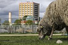 Un mouton broute à "La ferme ouverte" à Saint-Denis, le 24 avril 2019