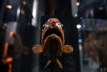 Un poisson Empereur à l'exposition Océan du Muséum d'histoire naturelle, le 29 mars 2019