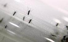 Recherches sur des aedes aegypti, le moustique vecteur de la dengue, le 02 septembre 2010 à l'insectarium du centre de démoustication de Martinique à Fort-de-France.