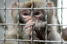 Un macaque rhésus dans sa cage.