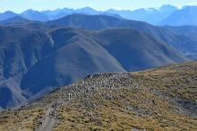 Un troupeau de moutons dans les Alpes du Sud néo-zélandaises, en avril 2017