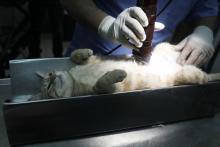 Un vétérinaire prépare un chat à une opération de stérilisation au centre vétérinaire municipal de Jérusalem, le 7 mars 2019