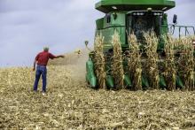 Bill Sorg participe aux récoltes le 3 octobre 2018 dans l'un des champs de maïs de sa ferme familiale, installée depuis 1886 non loin du Mississippi dans le Minnesota