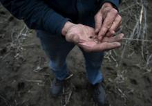 Clare Duda inspecte des graines de soja moisies dans un champs détruit par la crue de la rivière Missouri, le 3 mai 2019
