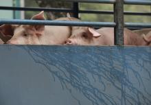 Des porcs importés de Chine continentale attendent une inspection sanitaire à Hong Kong, en avril 2012