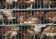 L'association de défense des animaux L214 a dénoncé les conditions d'élevage "effroyables" de poulets entassés à plus de 22 par mètre carré dans une exploitation intensive dans le Puy-de-Dôme