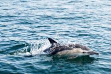 Plus de 1.100 dauphins ont été retrouvés échoués sur la côte atlantique depuis le début de l'année, majoritairement victimes des filets de pêche qui les prennent au piège