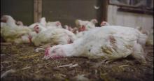L’association L214 a dévoilé la vidéo choc d'élevages de poulets.