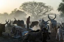Des villageois de Kirgui et leur troupeau de vaches le 9 mars 2019 au Soudan du Sud