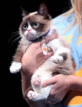 Grumpy Cat est sans doute le chat le plus célèbre d'Internet grâce à sa moue boudeuse. De son vrai nom Tardar Sauce cette jeune chatte est atteinte de nainisme.