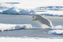 Un ours polaire saute sur la banquise.
