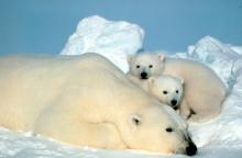 Une ourse polaire et ses deux petits.