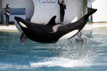 Le 17 mars 2016, une orque saute lors d'un spectacle dans le parc à thème français Marineland situé 