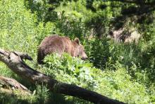 Des élus et éleveurs de l'Ariège ont réclamé jeudi que l'Etat retire des ours dans la zone après la mort de plus de 250 brebis tombées d'une crête dans le massif de l'Aston suite, selon la préfecture,