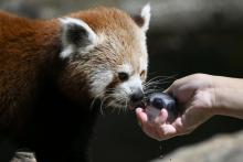 Un panda roux lèche un glaçon au zoo de Mulhouse, le 26 juin 2019